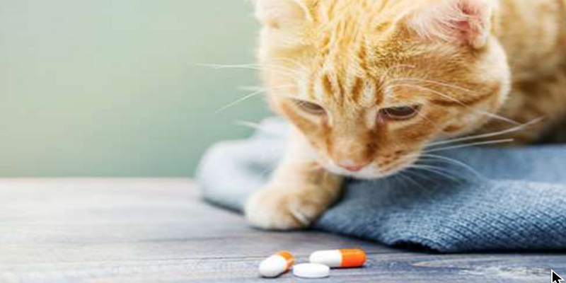 Animal Medication Market - Analysis & Consulting (2021-2027)